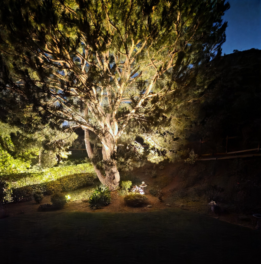 Landscape lights on Pine tree